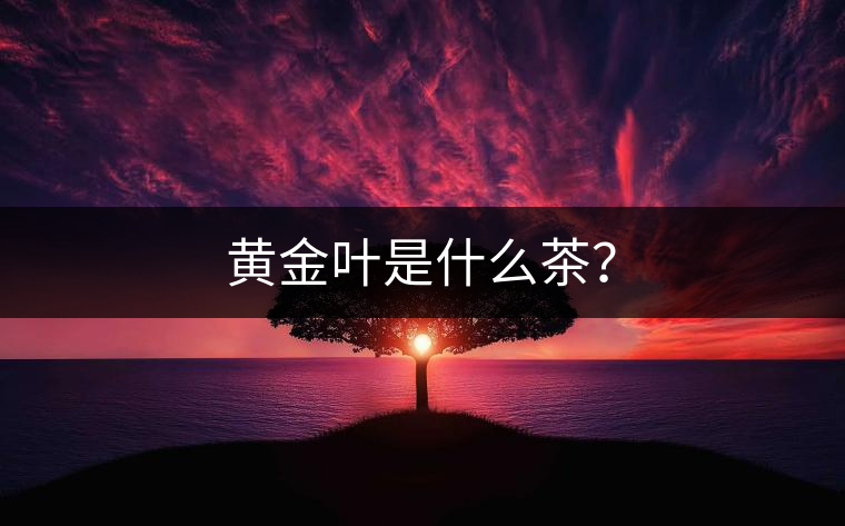 黃金葉是什么茶？