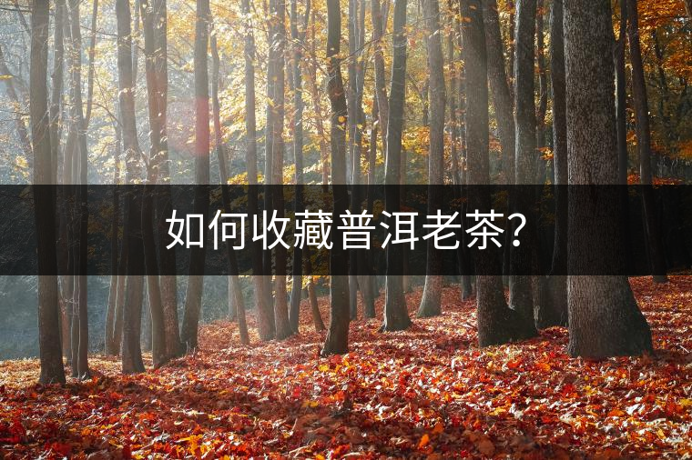 如何收藏普洱老茶？