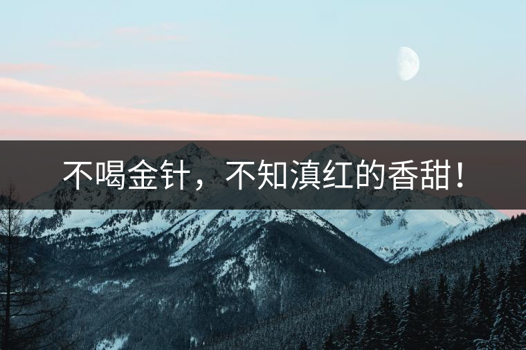 不喝金針，不知滇紅的香甜！