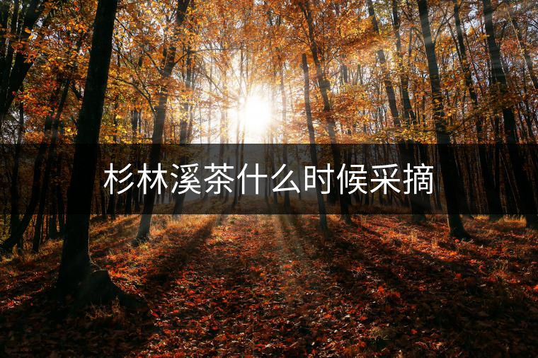 杉林溪茶什么時(shí)候采摘