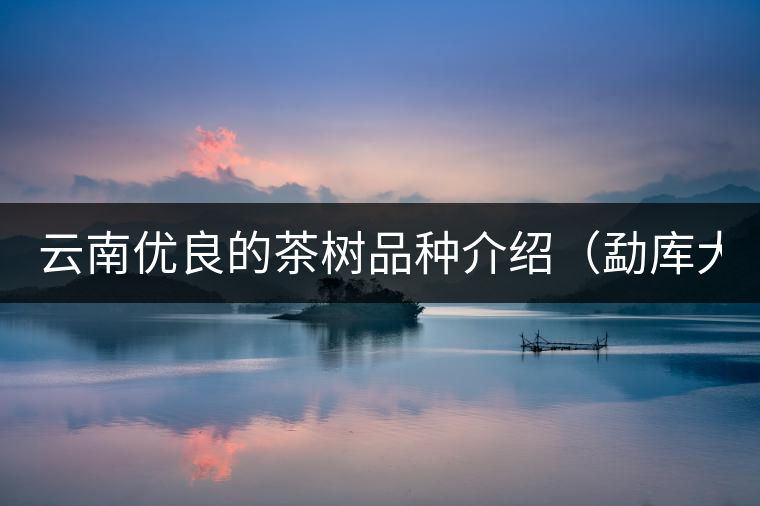 云南優(yōu)良的茶樹品種介紹（勐庫大葉茶）