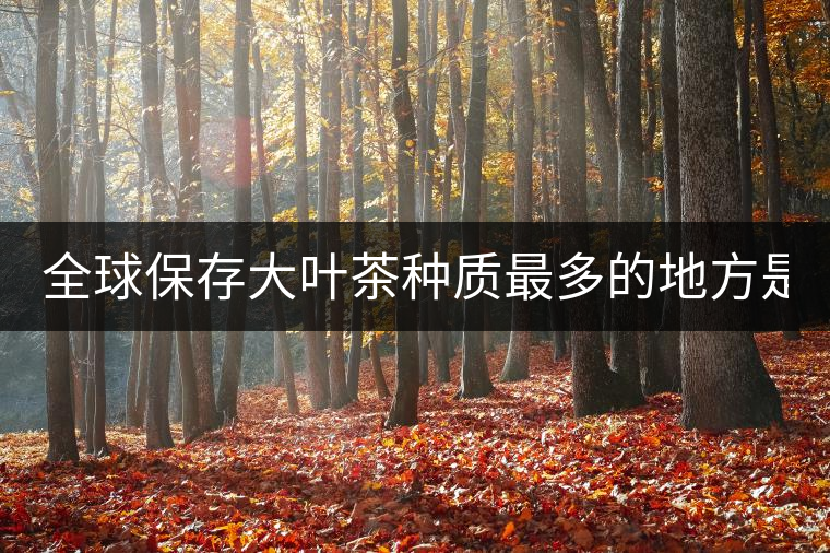 全球保存大葉茶種質(zhì)最多的地方是哪？