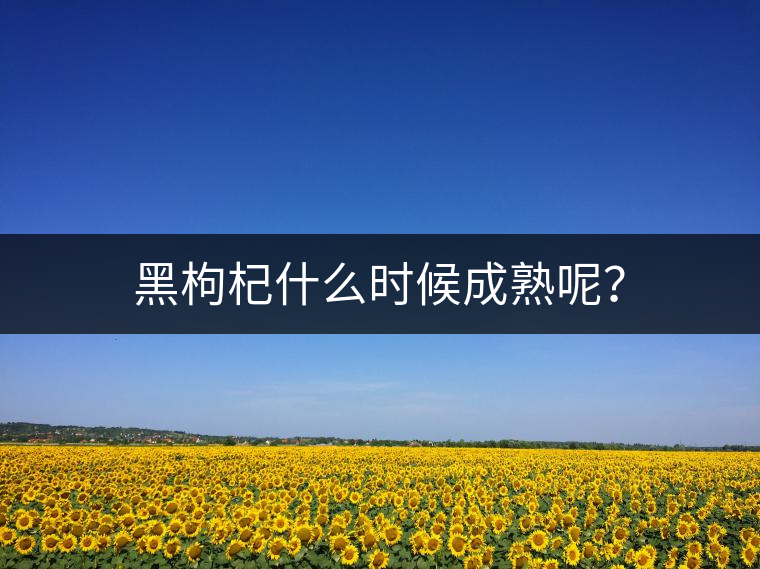 黑枸杞什么時(shí)候成熟呢？