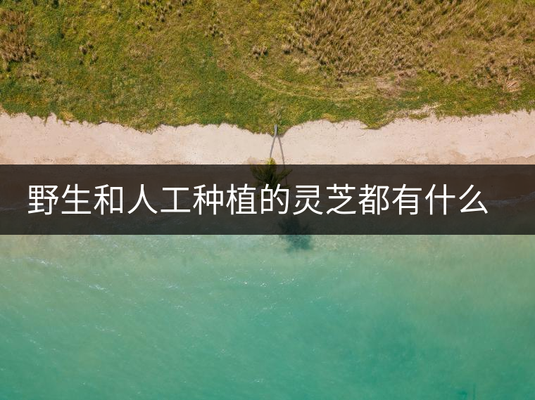 野生和人工種植的靈芝都有什么區(qū)別？