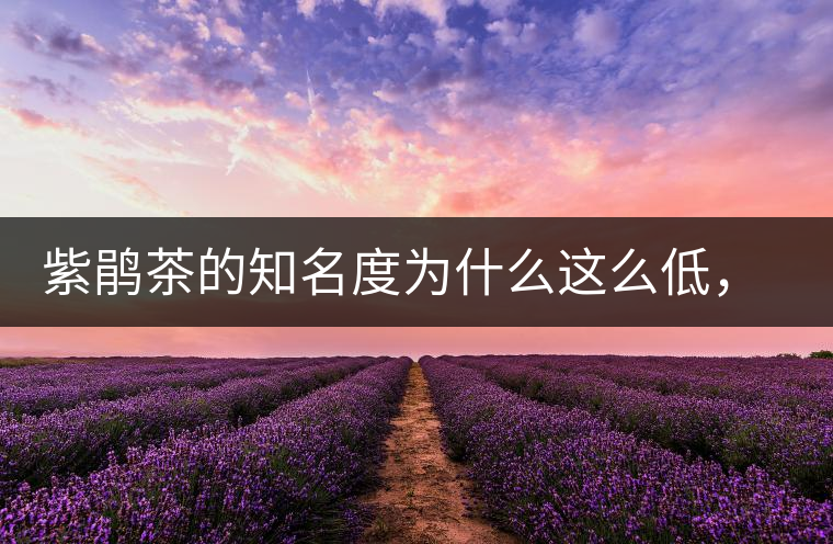 紫鵑茶的知名度為什么這么低，適合做成生茶還是熟茶？