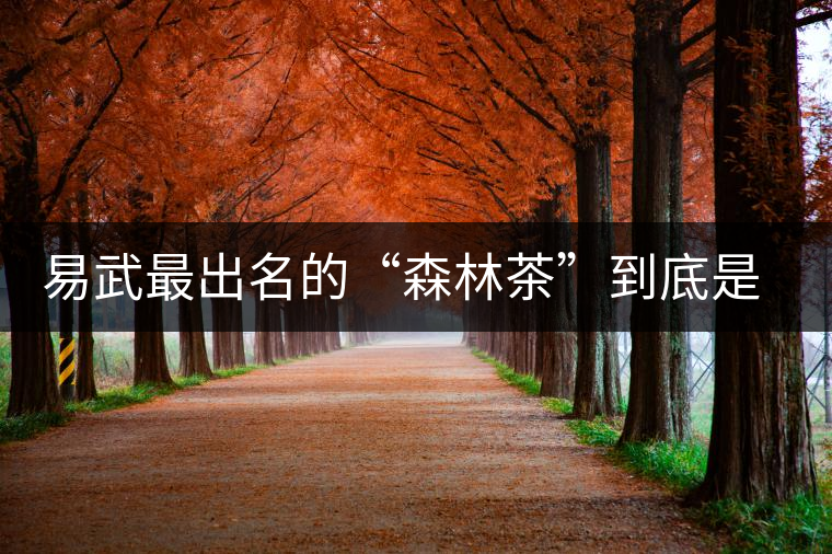 易武最出名的“森林茶”到底是什么茶？