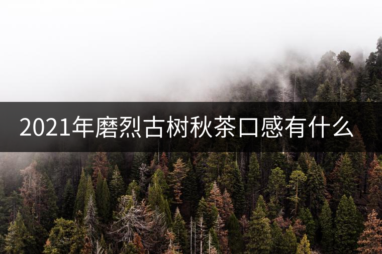 2021年磨烈古樹秋茶口感有什么特點？