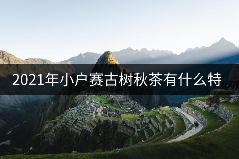 2021年小戶賽古樹秋茶有什么特點(diǎn)？