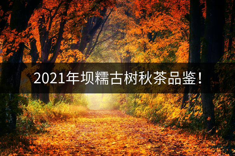2021年壩糯古樹秋茶品鑒! 2021年壩糯古樹秋茶品鑒!