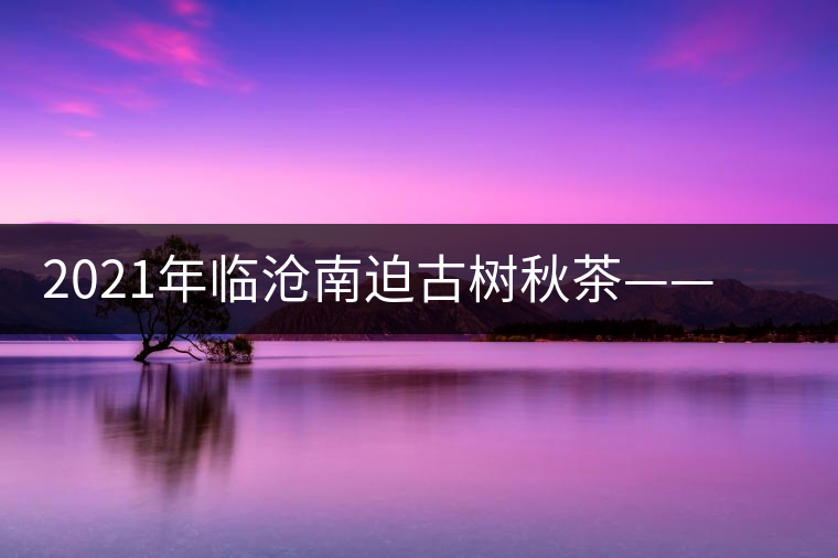 2021年臨滄南迫古樹(shù)秋茶——品質(zhì)僅次于冰島的茶山