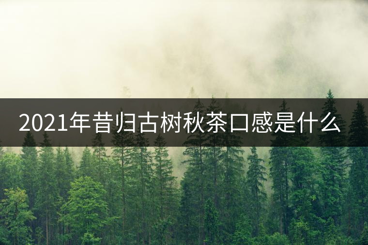 2021年昔歸古樹(shù)秋茶口感是什么？