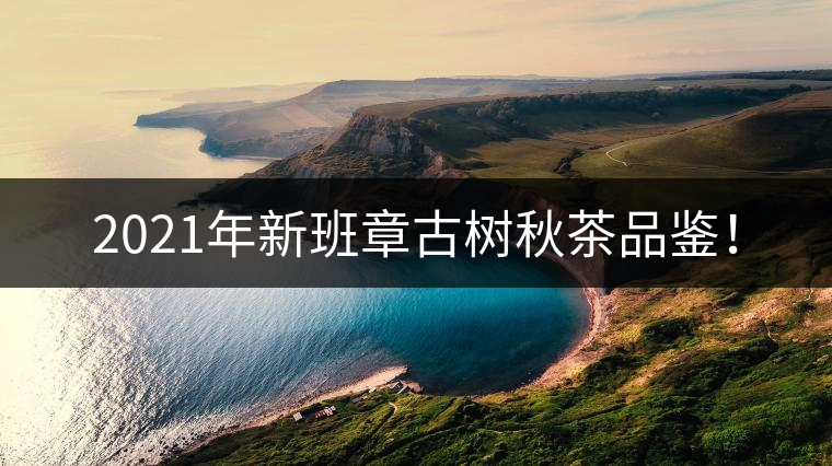 2021年新班章古樹秋茶品鑒！