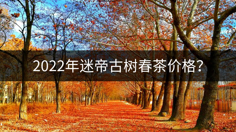 2022年迷帝古樹春茶價格？