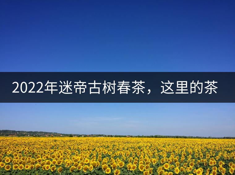 2022年迷帝古樹春茶，這里的茶 皇帝都著迷