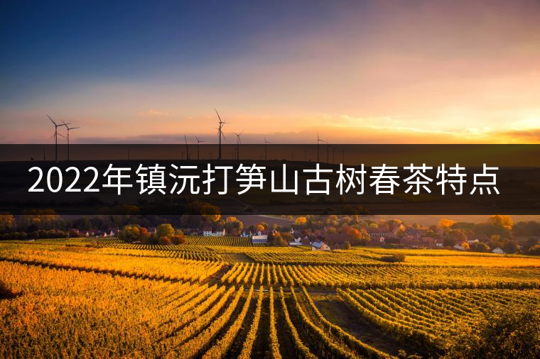2022年鎮(zhèn)沅打筍山古樹(shù)春茶特點(diǎn)？