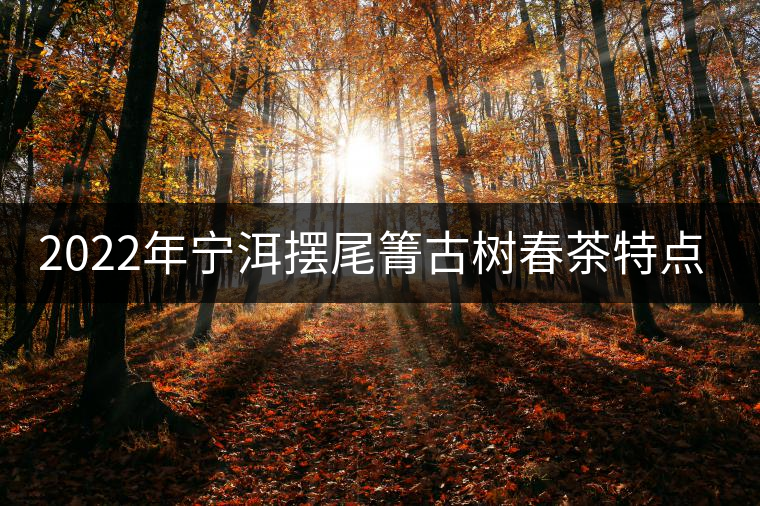 2022年寧洱擺尾箐古樹春茶特點(diǎn)？