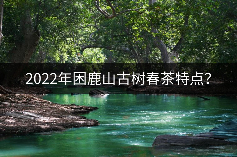 2022年困鹿山古樹春茶特點？