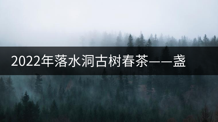 2022年落水洞古樹春茶——盞盛琥珀光，柔甜入人心