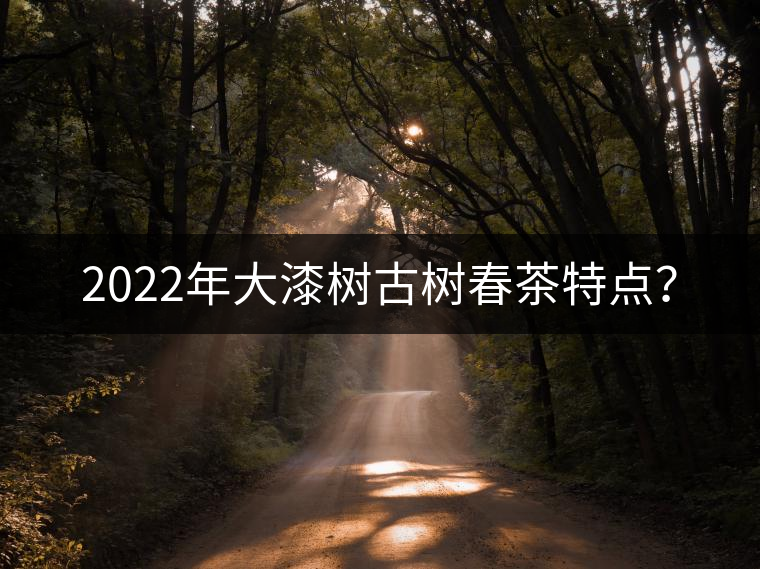 2022年大漆樹古樹春茶特點(diǎn)？