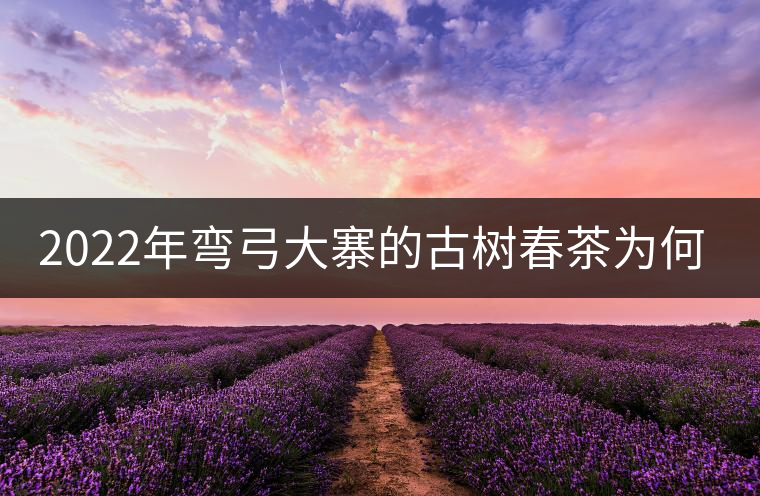 2022年彎弓大寨的古樹(shù)春茶為何如此之珍貴？