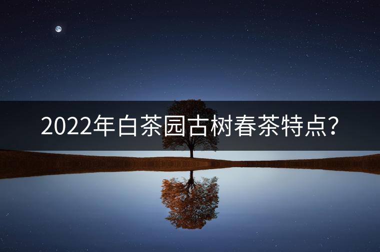 2022年白茶園古樹春茶特點？