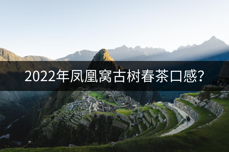 2022年鳳凰窩古樹春茶口感？