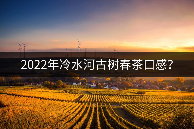 2022年冷水河古樹春茶口感？