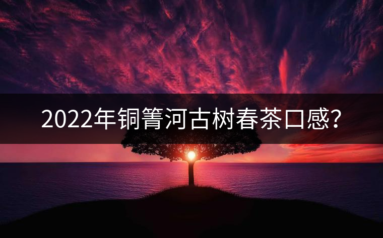 2022年銅箐河古樹春茶口感？