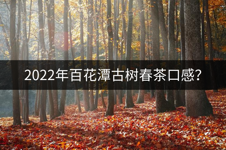 2022年百花潭古樹春茶口感？