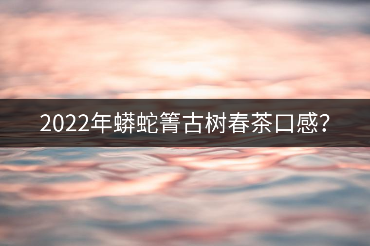 2022年蟒蛇箐古樹(shù)春茶口感？