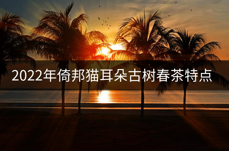 2022年倚邦貓耳朵古樹春茶特點(diǎn)？