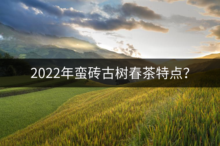 2022年蠻磚古樹春茶特點？