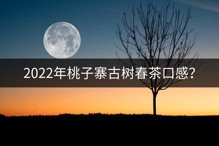 2022年桃子寨古樹春茶口感？