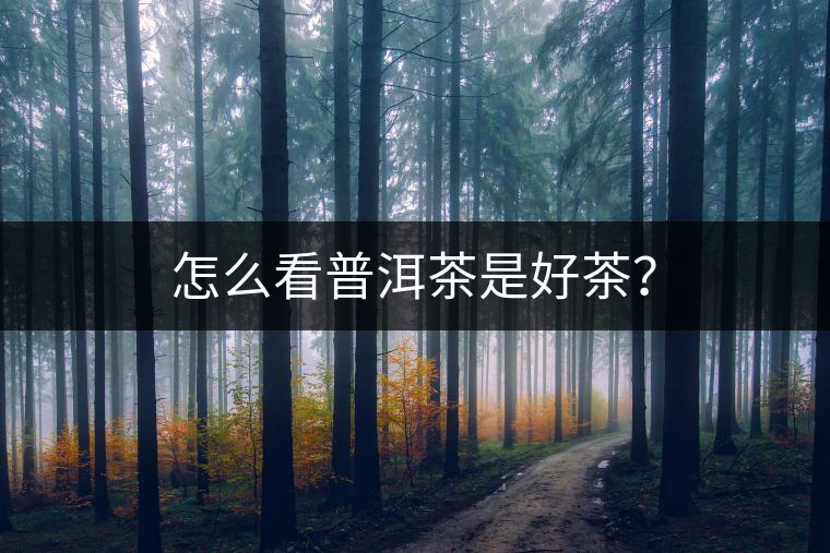 怎么看普洱茶是好茶？