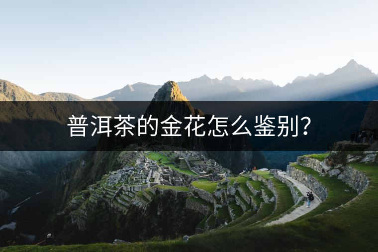 普洱茶的金花怎么鑒別？