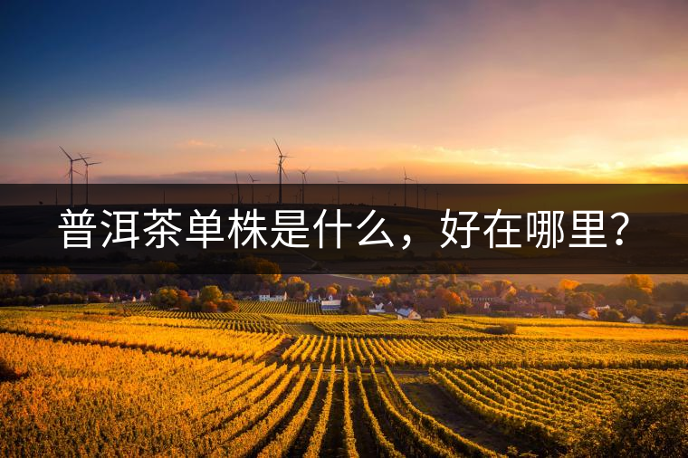 普洱茶單株是什么，好在哪里？