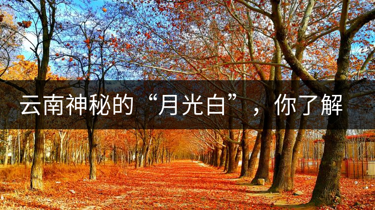 云南神秘的“月光白”，你了解多少？