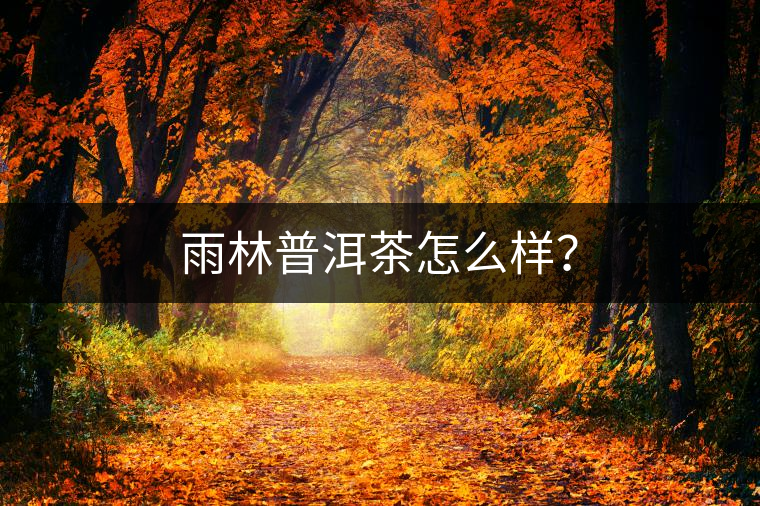 雨林普洱茶怎么樣？
