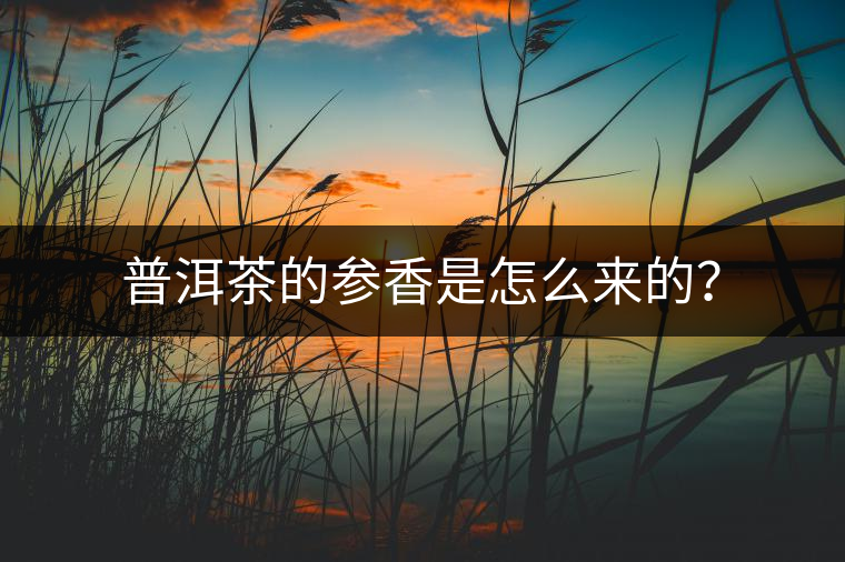 普洱茶的參香是怎么來的？