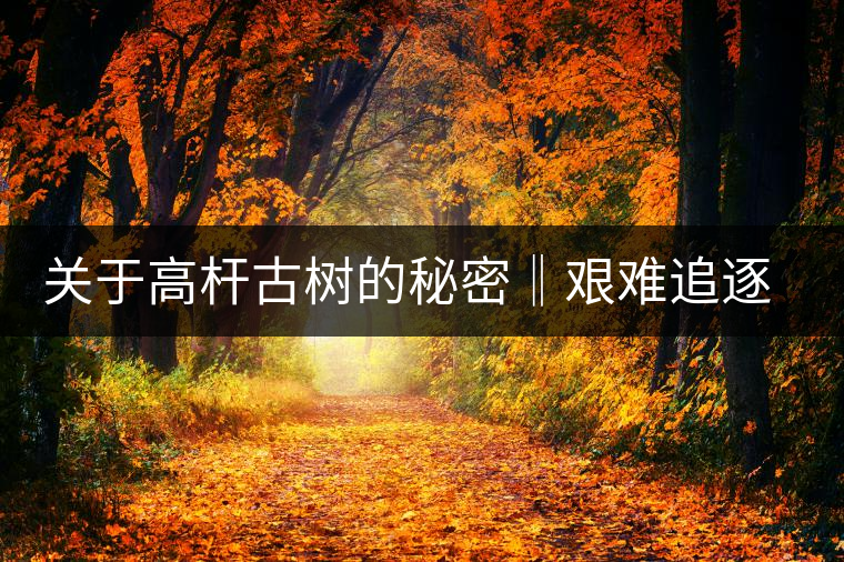 關于高桿古樹的秘密‖艱難追逐高桿古樹茶的普洱茶人