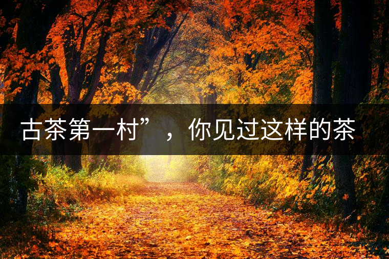 古茶第一村”，你見過這樣的茶樹嗎？