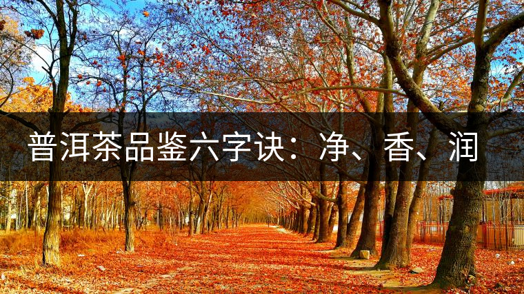 普洱茶品鑒六字訣：凈、香、潤、厚、甘、甜，帶你體驗(yàn)普洱的魅力