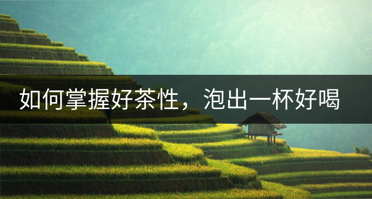 如何掌握好茶性，泡出一杯好喝的普洱熟茶？