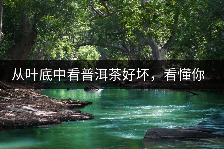 從葉底中看普洱茶好壞，看懂你就是真正的茶界高手！