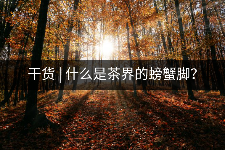 干貨 | 什么是茶界的螃蟹腳？