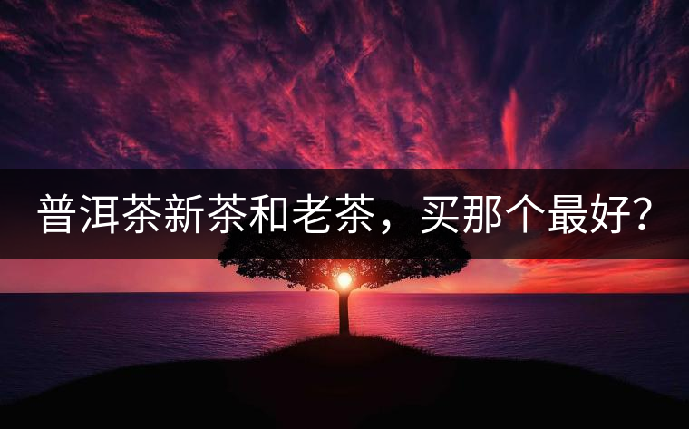 普洱茶新茶和老茶，買那個最好？