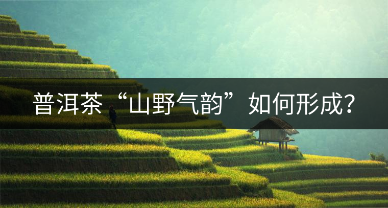 普洱茶“山野氣韻”如何形成？