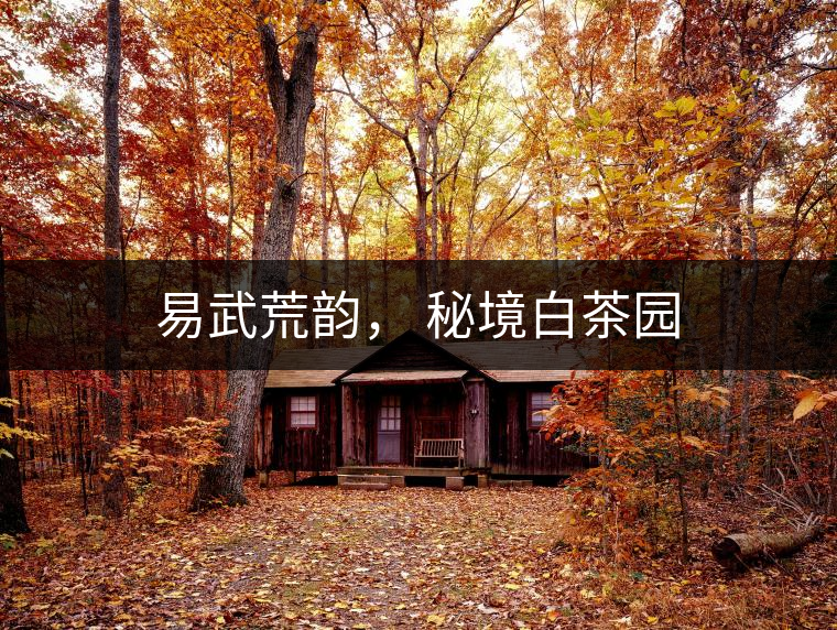 易武荒韻， 秘境白茶園
