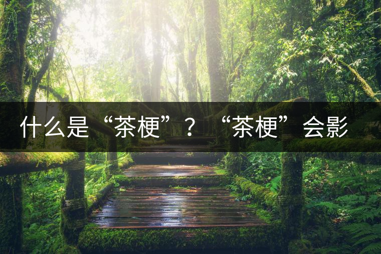 什么是“茶梗”？“茶?！睍?huì)影響普洱茶品質(zhì)？