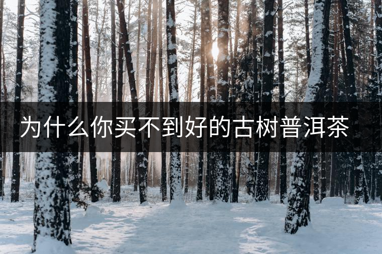 為什么你買不到好的古樹普洱茶？買茶防坑指南，看完就有收獲！